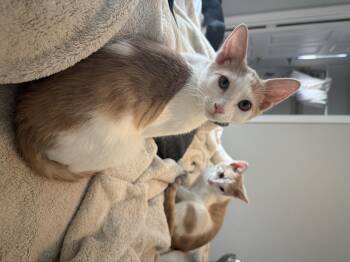 Rescue Domestic Short Hair Cats for Adoption in New Smyrna Beach, Florida - Jiggly | PetCurious