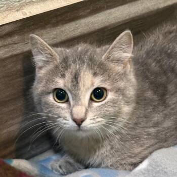 Domestic Medium Hair Cats Available for Adoption - Callie | PetCurious