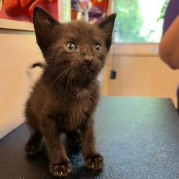 Domestic Short Hair Cats Available for Adoption in Lake Panasoffkee, Florida - Ashitaka | PetCurious