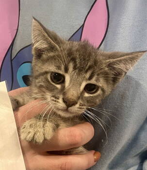 Rescue Domestic Short Hair Cats for Adoption in Forest, Virginia - *Sashimi | PetCurious