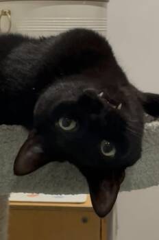 Domestic Short Hair Cats Available for Adoption - Bennie | PetCurious