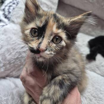 Kissimmee -  Domestic Short Hair Cat for Adoption in Buffalo, Minnesota - Kissimmee | PetCurious