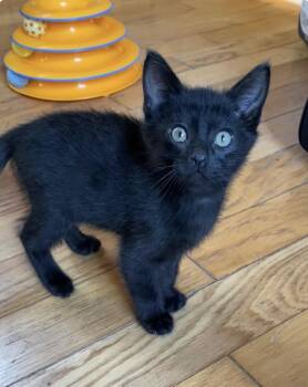 Tarzan -  Domestic Short Hair Cat for Adoption in Larkfield-wikiup, California - Tarzan | PetCurious
