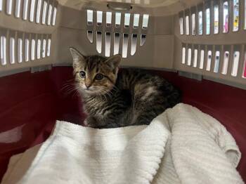 Domestic Short Hair Cats Available for Adoption - Bouche | PetCurious