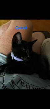 Rescue American Shorthair Cats for Adoption in Paulina, Louisiana - Garalt | PetCurious