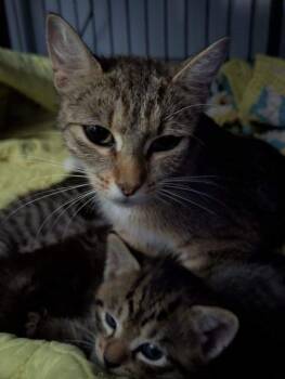 Rescue Domestic Short Hair Cats for Adoption in Dalton, Georgia - Angel Blossom | PetCurious