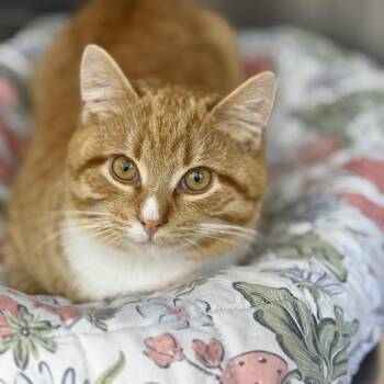 Domestic Short Hair Cats Available for Adoption - Riga-Tony 2026 | PetCurious