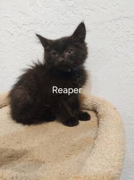 Riley -  Domestic Long Hair Cat for Adoption in St. George, Utah - Riley | PetCurious
