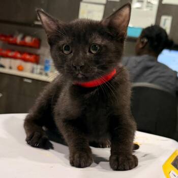 Emma -  Domestic Short Hair Cat for Adoption in Tampa, Florida - Emma | PetCurious