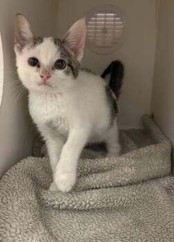 Rescue Domestic Short Hair Cats for Adoption in Lagrange, Indiana - Forrest | PetCurious