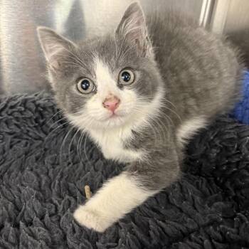 Domestic Short Hair Cats Available for Adoption in North Branford, Connecticut - 26-151 New Jersey Michael | PetCurious