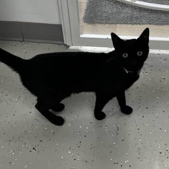 Harris -  Domestic Short Hair Cat for Adoption in Yucca Valley, California - Harris | PetCurious