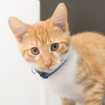 Rescue Domestic Short Hair Cats for Adoption in Verona, Wisconsin - Viola (bonded With Ophelia) | PetCurious