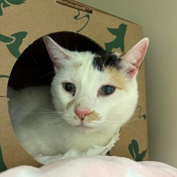 Domestic Short Hair Cats Available for Adoption - Mia | PetCurious