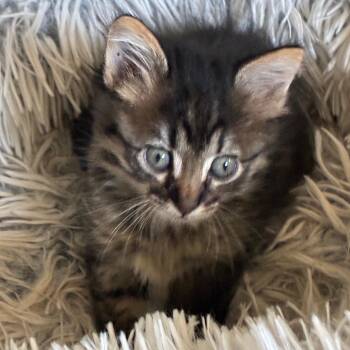 Acorn -  Domestic Short Hair Cat for Adoption in Columbia, Missouri - Acorn | PetCurious