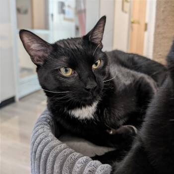 Domestic Short Hair Cats Available for Adoption - Wally | PetCurious