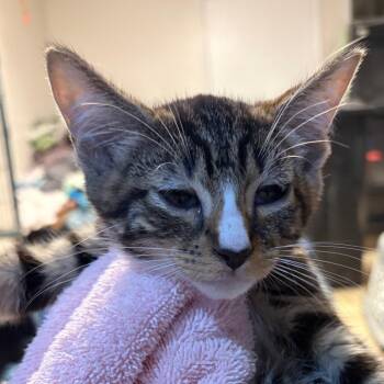 Borden -  Domestic Short Hair Cat for Adoption in Waldorf, Maryland - Borden | PetCurious