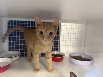 Captain America or Superman -  Domestic Short Hair Cat for Adoption in Oceanside, California - Captain America Or Superman | PetCurious