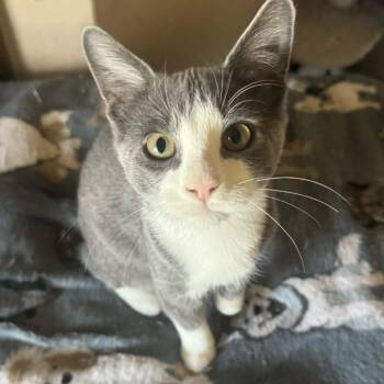 Basil -  Domestic Short Hair Cat for Adoption in Warr Acres, Oklahoma - Basil | PetCurious