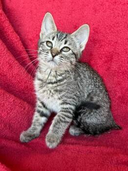 Cleffa -  Domestic Short Hair Cat for Adoption in Corpus Christi, Texas - Cleffa | PetCurious