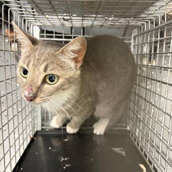 Fractious Sprocket -  Domestic Short Hair Cat for Adoption in Columbiana, Alabama - Fractious Sprocket | PetCurious