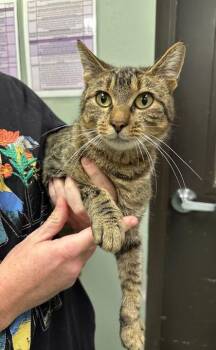 Mabel -  Domestic Short Hair Cat for Adoption in Williamsport, Pennsylvania - Mabel | PetCurious