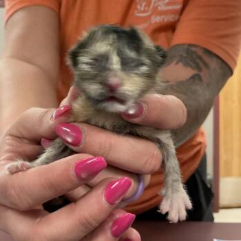 Domestic Short Hair Cats Available for Adoption - Buttercup | PetCurious