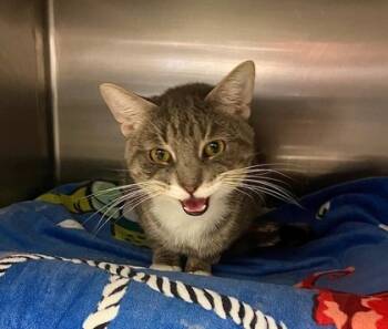 Rescue Domestic Short Hair Cats for Adoption in Fallston, Maryland - Zillow | PetCurious