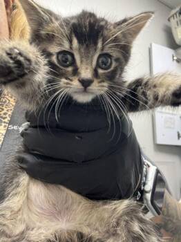 Friday -  Domestic Short Hair Cat Available for Adoption in Sevierville, Tennessee - Friday | PetCurious