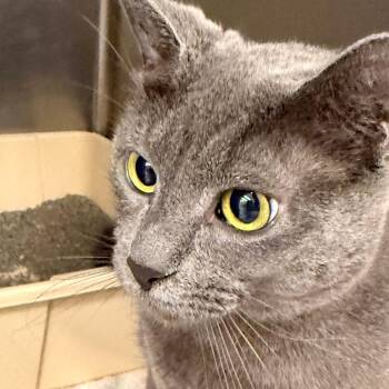 Domestic Short Hair Cats Available for Adoption in Evansville, Indiana - Sharkie | PetCurious