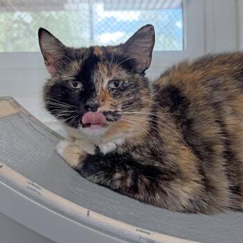 Domestic Short Hair Cats Available for Adoption in Ojai, California - Madison | PetCurious