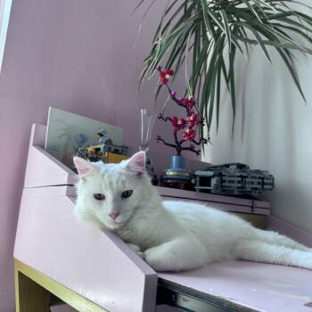 Jean Claude -  American Shorthair Cat for Adoption in New York, New York - Jean Claude | PetCurious
