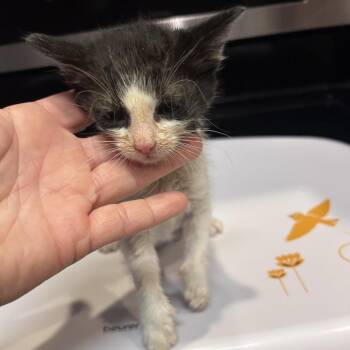 Doodlebug 26-07-015 -  Domestic Short Hair Cat for Adoption in Bastrop, Texas - Doodlebug 26-07-015 | PetCurious