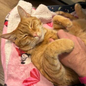 Domestic Short Hair and Mixed Breed Cats Available for Adoption in New York, New York - Fletcher | PetCurious