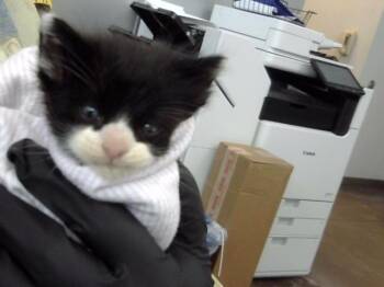 ZUKO -  Domestic Medium Hair Cat for Adoption in Dallas, Texas - ZUKO | PetCurious