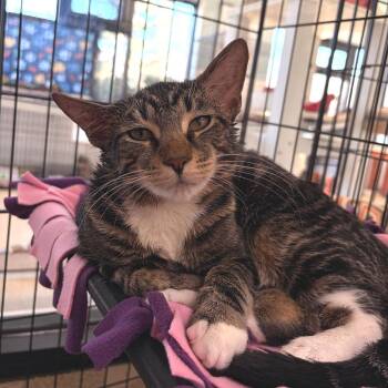 Domestic Short Hair Cats Available for Adoption - Paczki | PetCurious