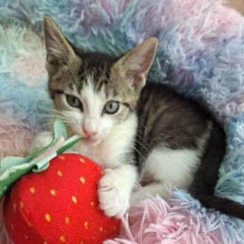 Chatty Cathy -  Domestic Short Hair Cat for Adoption in Chattanooga, Tennessee - Chatty Cathy | PetCurious