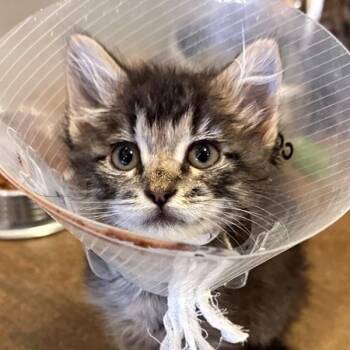 Diana San Juan -  Domestic Short Hair Cat for Adoption in Walnut Creek, California - Diana San Juan | PetCurious