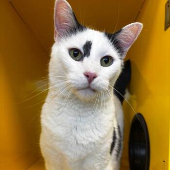 Diego -  Domestic Short Hair Cat for Adoption in Abilene, Texas - Diego | PetCurious