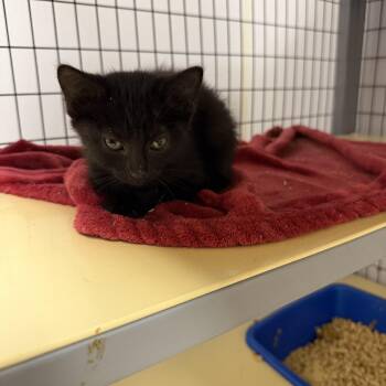 Lucky -  Domestic Short Hair Cat for Adoption in Senatobia, Mississippi - Lucky | PetCurious