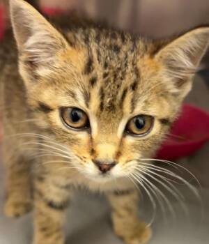 CARMEN -  Domestic Short Hair Cat for Adoption in Elizabethton, Tennessee - CARMEN | PetCurious
