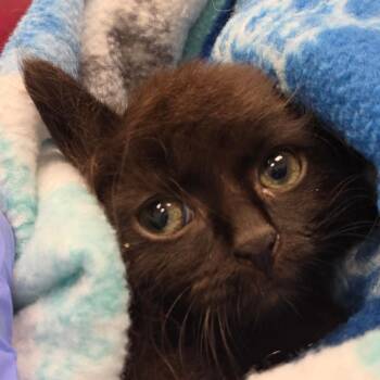 Storm -  Domestic Long Hair Cat for Adoption in Chattanooga, Tennessee - Storm | PetCurious