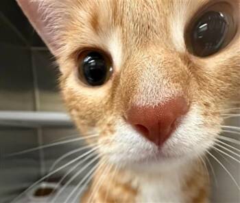 Domestic Short Hair Cats Available for Adoption in St. Louis, Missouri - EVA | PetCurious