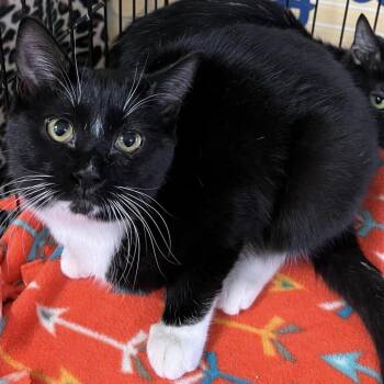 Cartier -  Domestic Short Hair Cat for Adoption in Buffalo, New York - Cartier | PetCurious