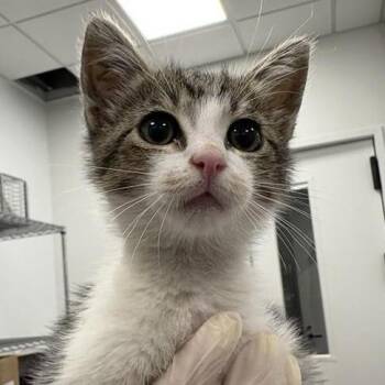 Ladle -  Domestic Short Hair Cat for Adoption in Bentonville, Arkansas - Ladle | PetCurious