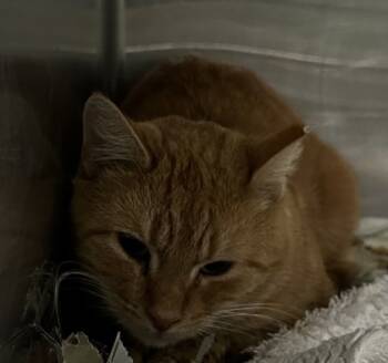 Rescue Domestic Short Hair Cats for Adoption in Spartanburg, South Carolina - Miles | PetCurious