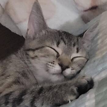 Willow -  Domestic Short Hair Cat for Adoption in Titusville, Florida - Willow | PetCurious