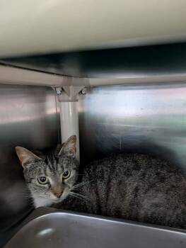 Domestic Short Hair Cats Available for Adoption in Rustburg, Virginia - Bridget - At Shelter | PetCurious