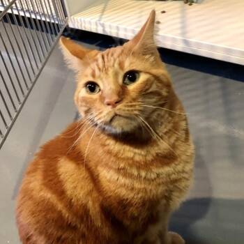 Leo -  Manx Cat for Adoption in Lodi, California - Leo | PetCurious