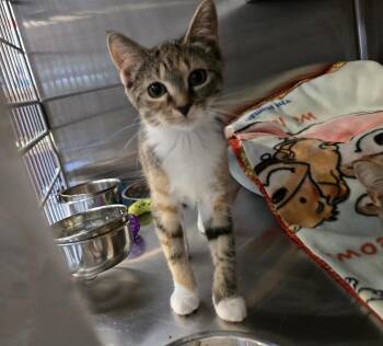 Gherkin -  Domestic Short Hair Cat for Adoption in Southbury, Connecticut - Gherkin | PetCurious